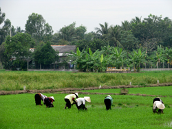 Delta du mekong, rizieres